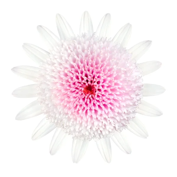 Růžový sedmikráska květ typu izolované na bílém — Stock fotografie