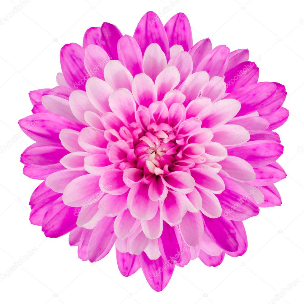 Pink Chrysanthemum Flower Isolated on White Background