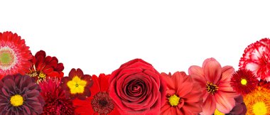 Alt satırda izole çeşitli kırmızı çiçekler seçimi