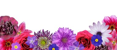 Various Pink, Purple, Red Flowers at Bottom Row Isolated clipart