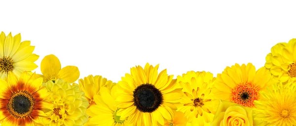 黄色的花朵在孤立的底部行的选择 — 图库照片