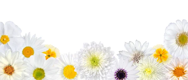 Auswahl weißer Blüten in der unteren Reihe isoliert — Stockfoto
