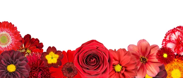Auswahl verschiedener roter Blumen in der unteren Reihe isoliert — Stockfoto