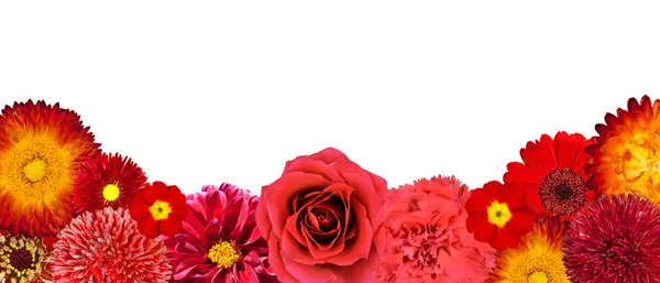 Selectie van rode bloemen op de onderste rij geïsoleerd — Stockfoto