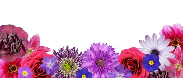 Verschiedene rosa, lila, rote Blüten in der unteren Reihe isoliert — Stockfoto