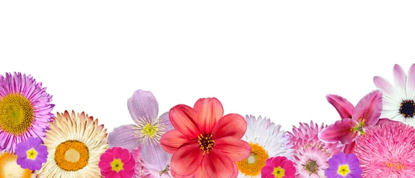 Varias flores rosadas, rojas y blancas en la fila inferior aisladas en blanco —  Fotos de Stock