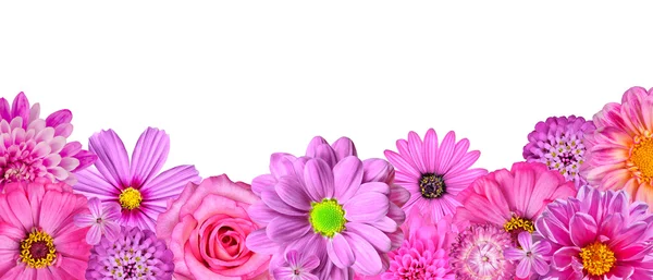 Urval av olika rosa vita blommor på nedersta raden isolerade — Stockfoto