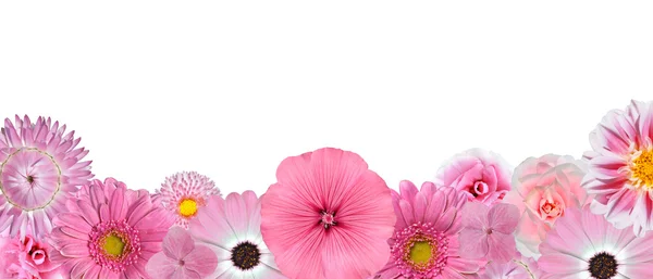 各种粉红白色的花在孤立的底部行的选择 — 图库照片