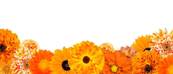 Urval av olika orange blommor på nedersta raden isolerade — Stockfoto