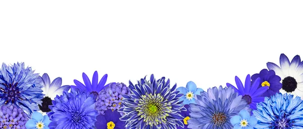 Urval av olika blå blommor på nedersta raden isolerade — Stockfoto