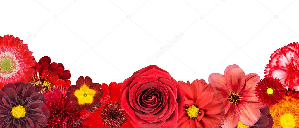 Selection of Various Red Flowers at Bottom Row Isolated