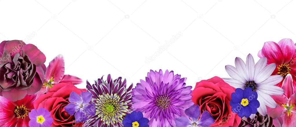 Various Pink, Purple, Red Flowers at Bottom Row Isolated