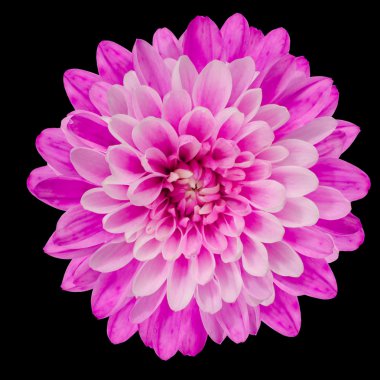 Pink Chrysanthemum Flower Isolated on Black clipart