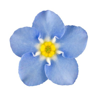 Forget-me-not Blue Flower Isolated on White clipart