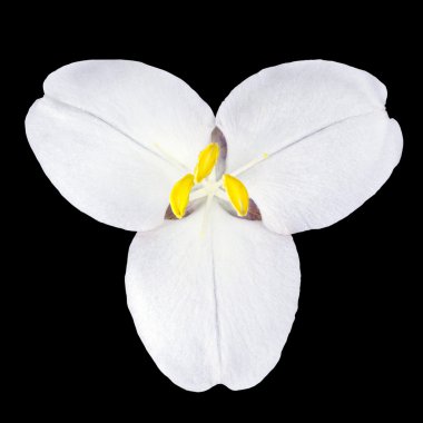 White Trillium Wild Flower Isolated on Black clipart