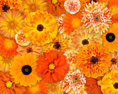 Orange Flower Background clipart