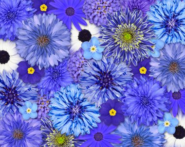 Blue Flower Background clipart