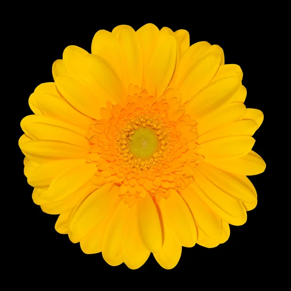 Gelbe Gerbera Gänseblümchen Blütenkopf isoliert auf schwarz — Stockfoto