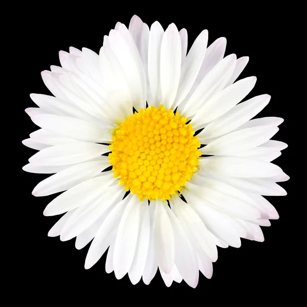 Daisy flor isolada no fundo preto — Fotografia de Stock