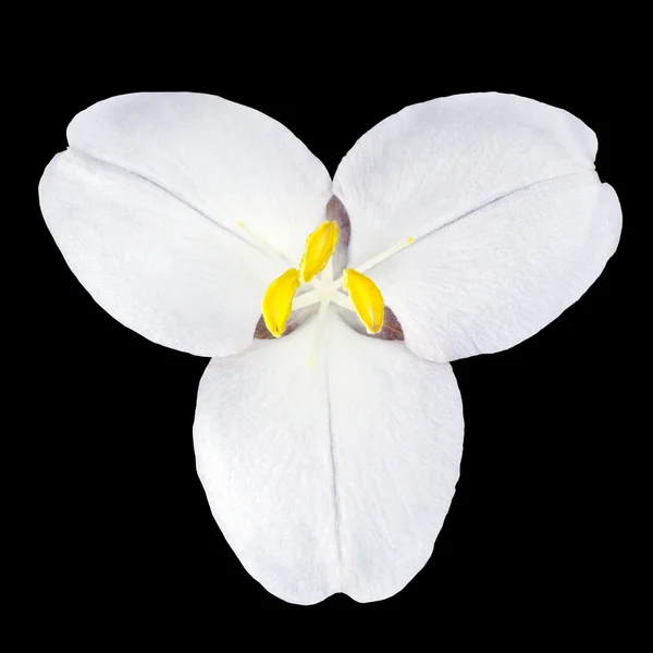 Білий Трілліум Дика квітка ізольовані на чорному — стокове фото