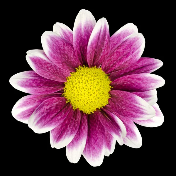 Purple Dahlia flower with yellow Center Isolated — Stock Photo, Image
