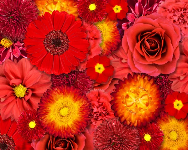 Röd blomma bakgrund — Stockfoto