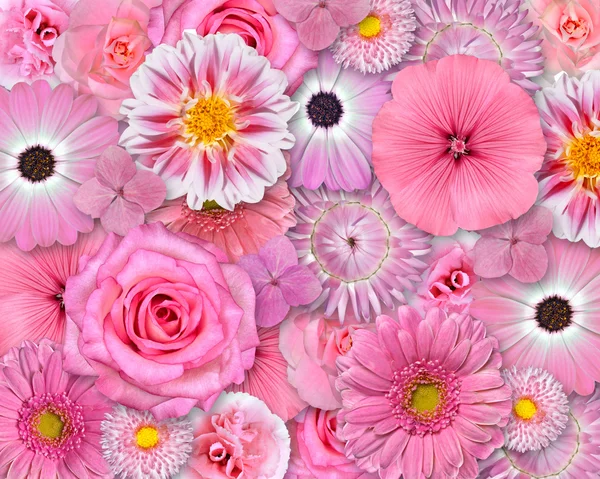 Розовый цветок фон — стоковое фото
