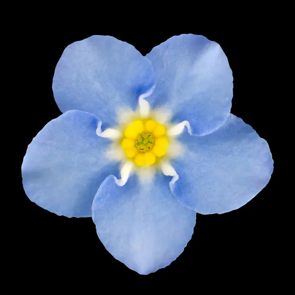 Esqueça-me-não flor azul claro isolado em preto — Fotografia de Stock