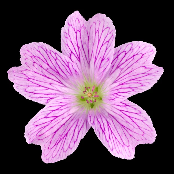 Rosa Wildblume isoliert auf schwarz — Stockfoto