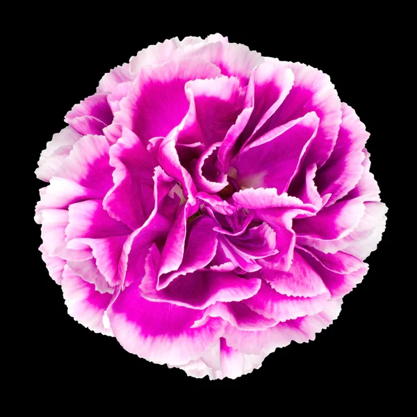 Roze en witte carnation bloem geïsoleerd op zwart — Stockfoto