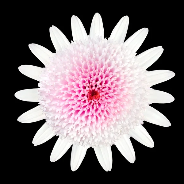 粉红色白色雏菊花与白色的花瓣和大型中心 — 图库照片