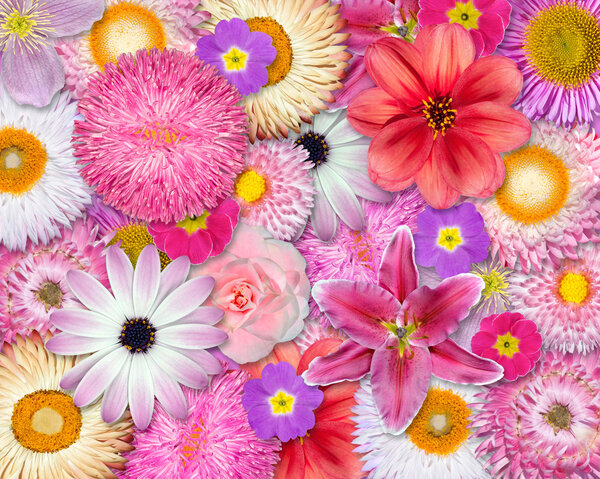 Flower Background Pink, Red, White Colors