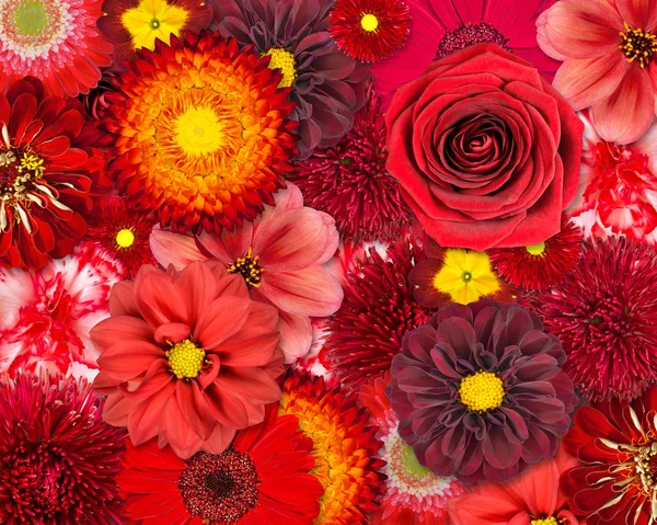Kırmızı çiçek arka plan — Stok fotoğraf
