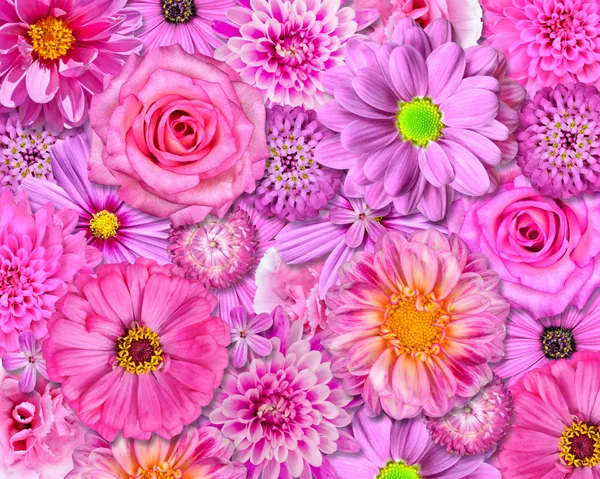 Pembe çiçek arkaplanı — Stok fotoğraf