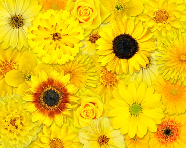 Gul blomma bakgrund — Stockfoto