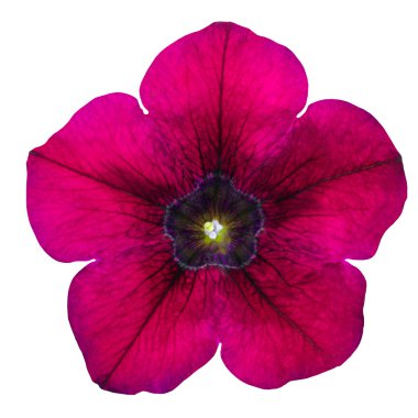 Purple Morning Glory Flower Isolated on White clipart