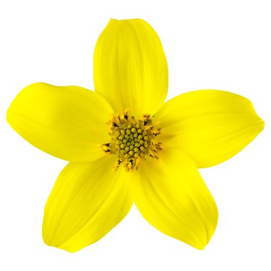 Yellow Wild Flower with Five Petals Isolated clipart