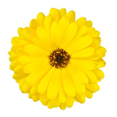 Blossoming Yellow Pot Marigold Flower Isolated clipart