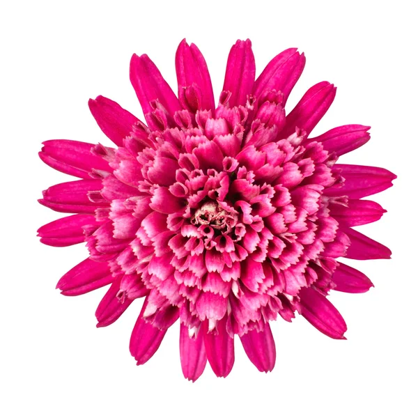 Violet chrysant bloem geïsoleerd op wit — Stockfoto