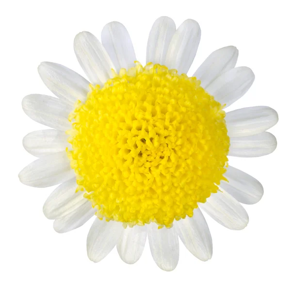 Yellow Flower with White Petals Isolated on White — Stock Photo, Image