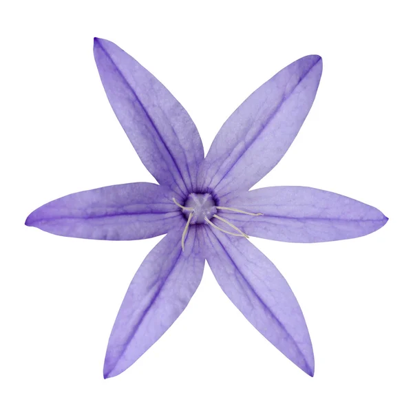 Macro van paarse zes petal bloem geïsoleerd op wit — Stockfoto