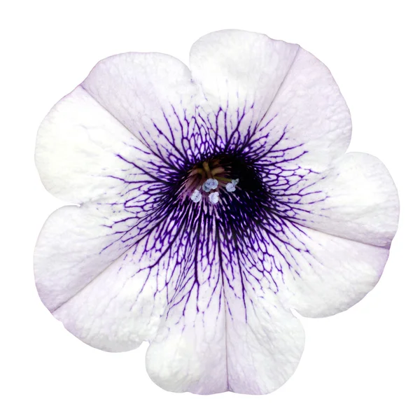 White Morning Glory Flower Isolated on White — Stock Photo, Image
