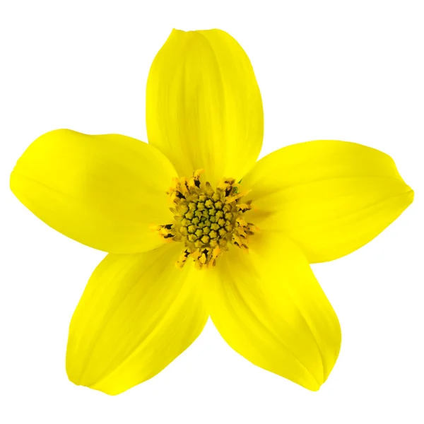 Yellow Wild Flower with Five Petals Isolated — Stock Photo, Image