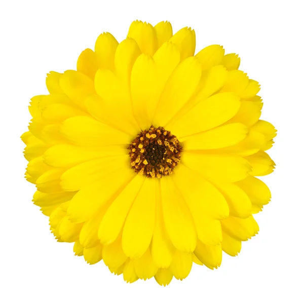 Flor de calêndula de vaso amarelo florescente isolada — Fotografia de Stock