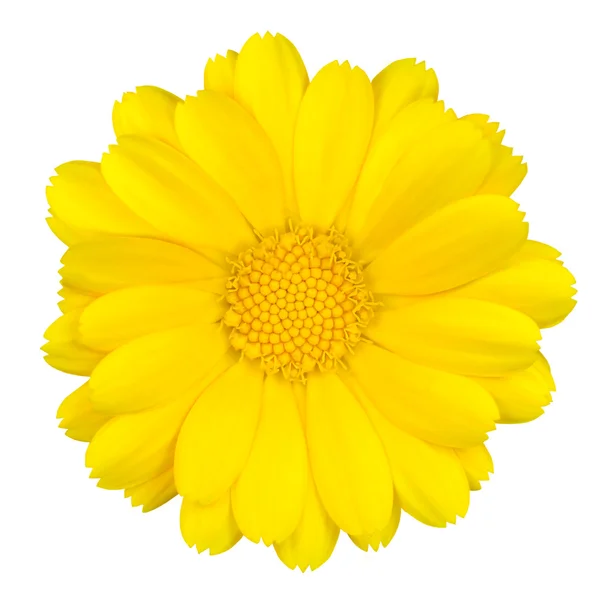 Piękny żółty stokrotka na białym tle — Zdjęcie stockowe