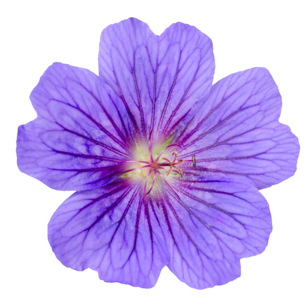 Fioletowy kwiat geranium, na białym tle — Zdjęcie stockowe