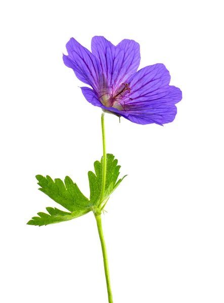 Geranium Flower Isolated on White — Stock Photo, Image
