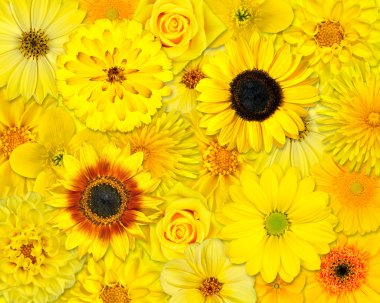 Yellow Flower Background clipart