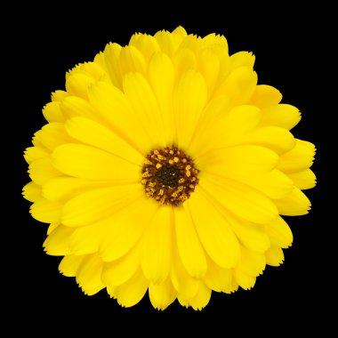 One Blossoming Yellow Pot Marigold Flower Isolated clipart