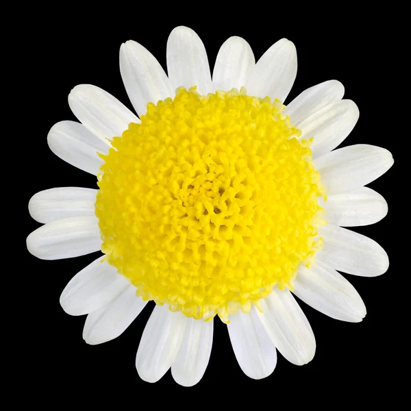 Fleur jaune avec pétales blancs isolés sur noir — Photo